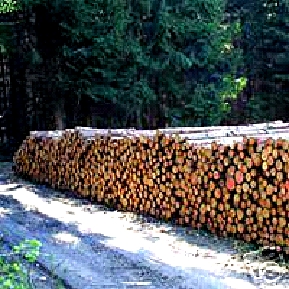 Kaminholz